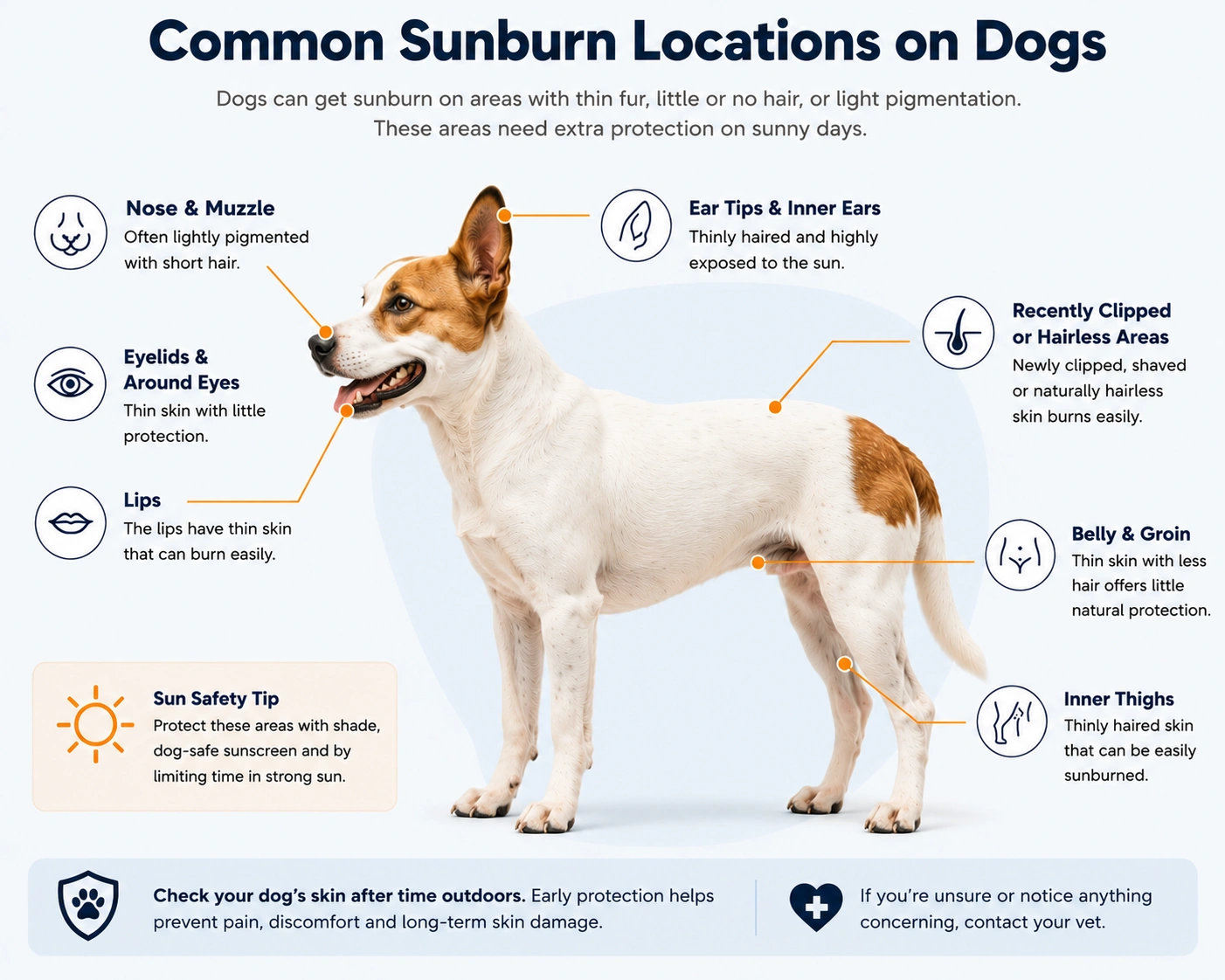 Illustration showing the common areas where dogs are most likely to get sunburn, including the nose, ears, eyelids, belly, groin and inner thighs.