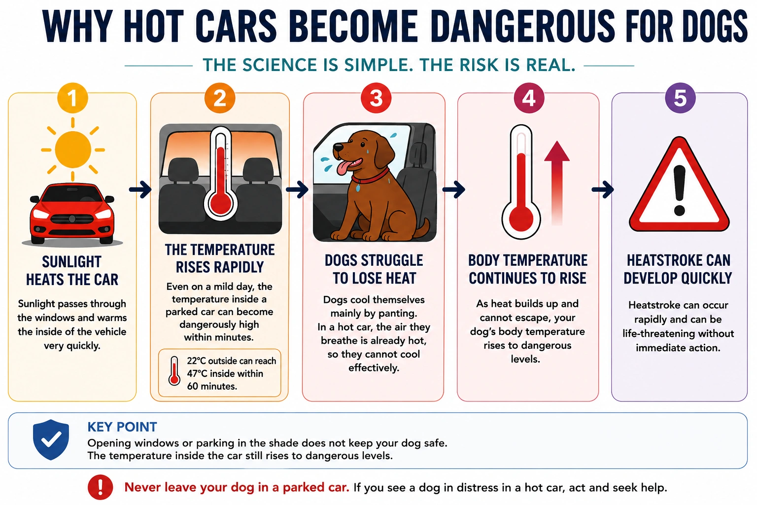 Process diagram showing how sunlight heats a parked car, causing the temperature to rise rapidly, making it difficult for dogs to cool themselves and increasing the risk of heatstroke.