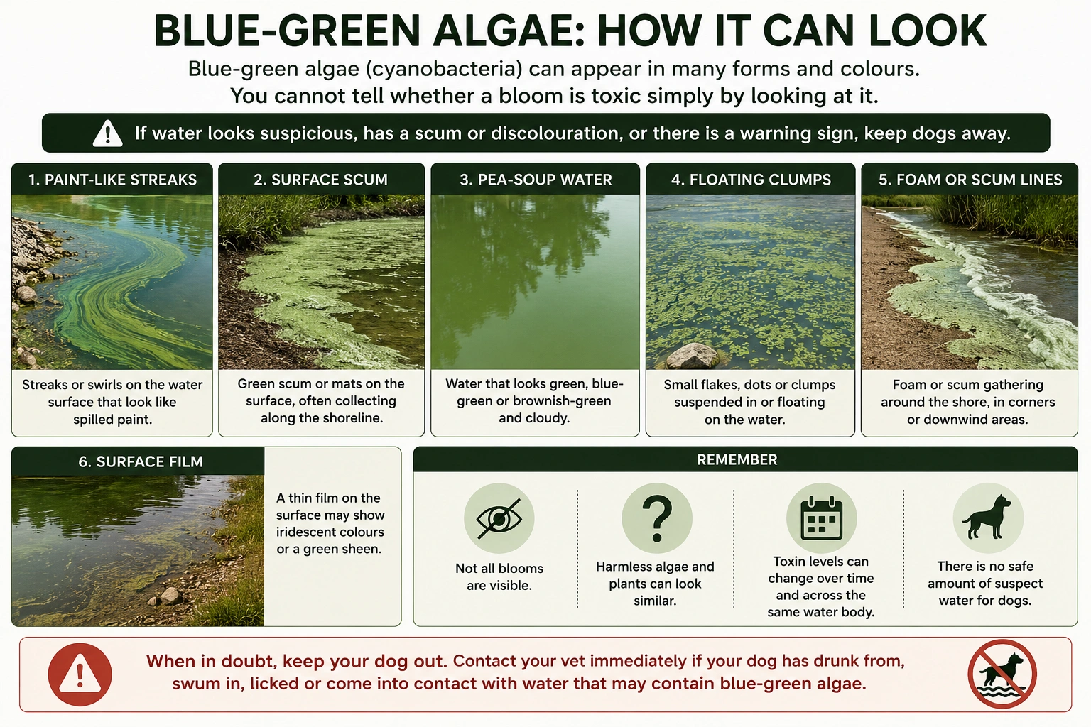 Illustration showing the different ways blue-green algae can appear in lakes and rivers, including paint-like streaks, surface scum, pea-soup water, floating clumps, foam and surface film.