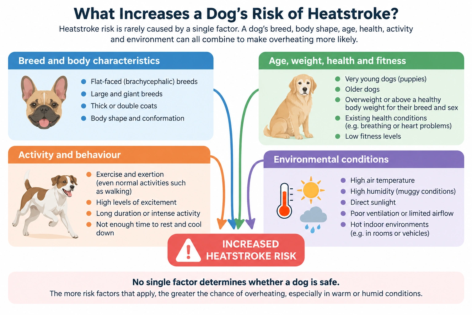 Diagram showing factors that can increase a dog's risk of heatstroke, including breed, age, weight, health, activity and environmental conditions.