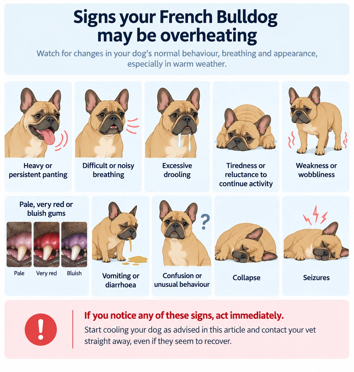 Illustrated signs of overheating in a French Bulldog, including heavy panting, breathing difficulty, drooling, weakness, abnormal gums, vomiting, confusion, collapse and seizures.