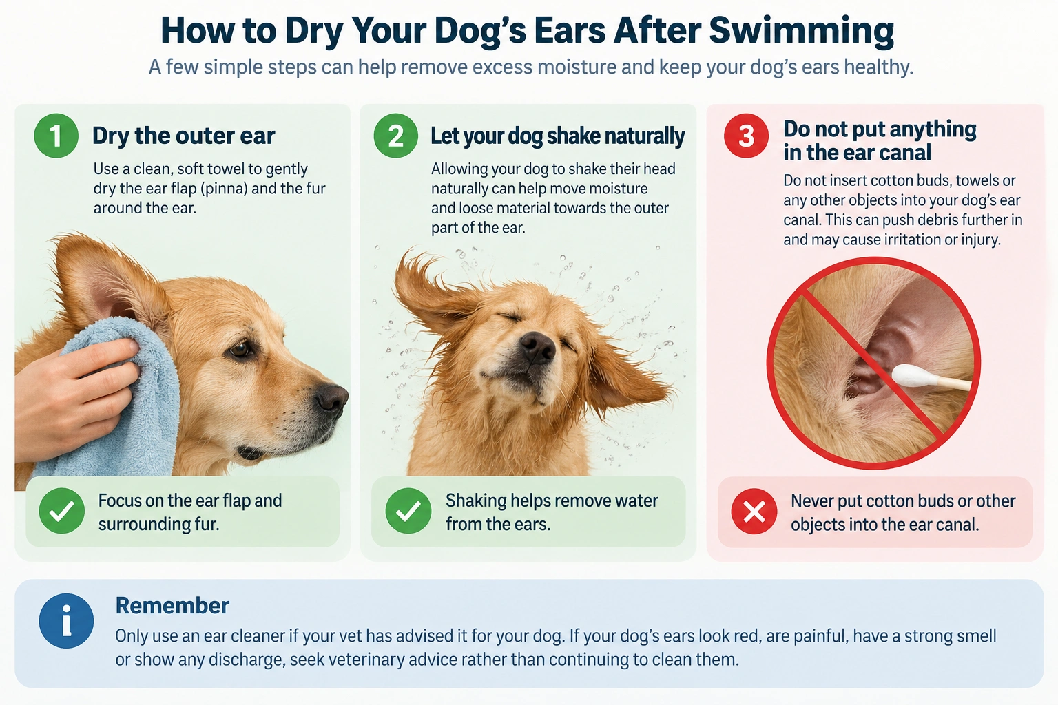 Diagram showing how to dry a dog’s ears after swimming by drying the outer ear, allowing the dog to shake naturally and avoiding putting objects into the ear canal.